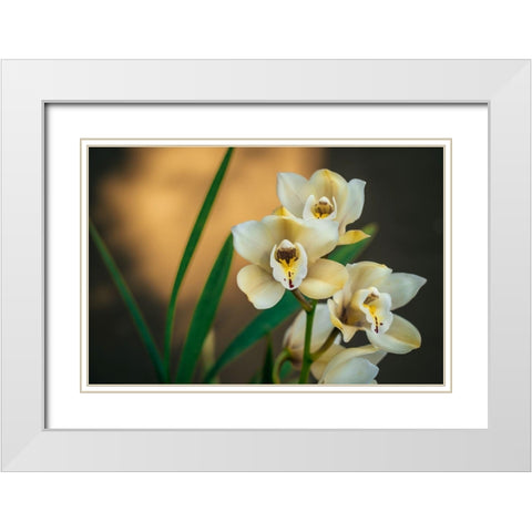 White Orchids White Modern Wood Framed Art Print with Double Matting by Mossholder, Tim