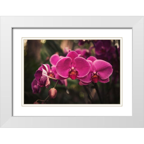 Hot Pink Orchid White Modern Wood Framed Art Print with Double Matting by Mossholder, Tim