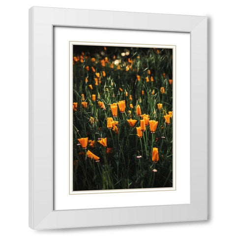 Golden Poppies White Modern Wood Framed Art Print with Double Matting by Mossholder, Tim