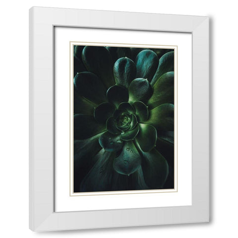 Succulent White Modern Wood Framed Art Print with Double Matting by Mossholder, Tim