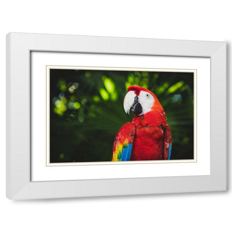 Colorful Parrot White Modern Wood Framed Art Print with Double Matting by Mossholder, Tim
