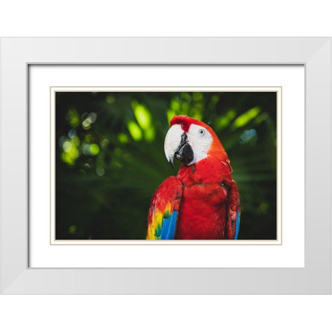 Colorful Parrot White Modern Wood Framed Art Print with Double Matting by Mossholder, Tim
