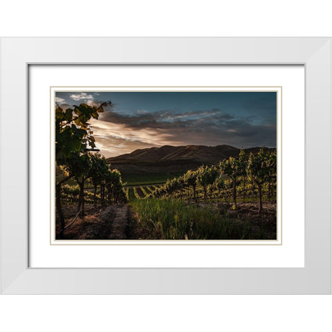 Vinyards White Modern Wood Framed Art Print with Double Matting by Mossholder, Tim