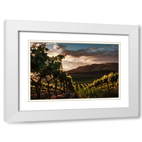 Vineyards White Modern Wood Framed Art Print with Double Matting by Mossholder, Tim