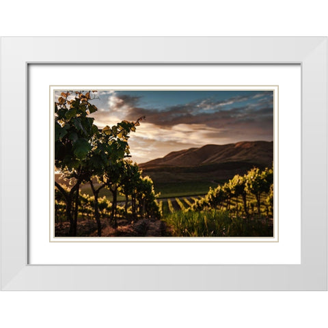 Vineyards White Modern Wood Framed Art Print with Double Matting by Mossholder, Tim
