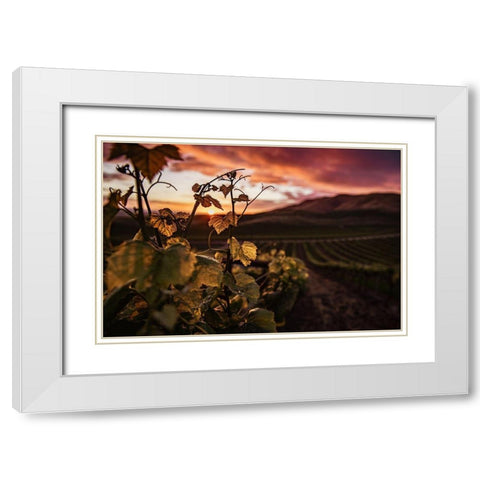 Vineyard at Sunset White Modern Wood Framed Art Print with Double Matting by Mossholder, Tim