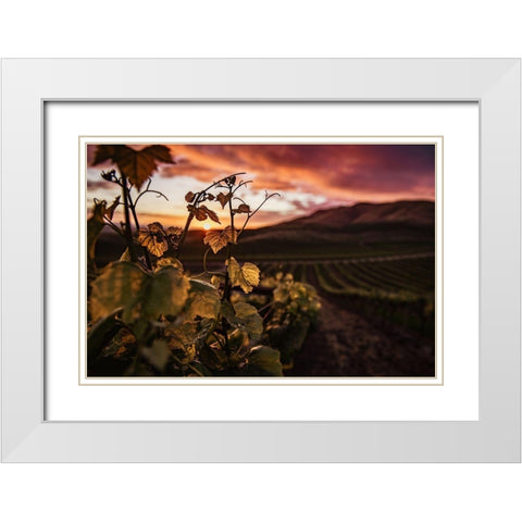 Vineyard at Sunset White Modern Wood Framed Art Print with Double Matting by Mossholder, Tim