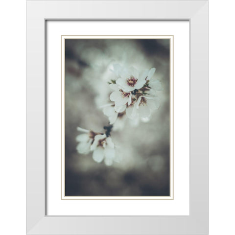 Almond Blossoms White Modern Wood Framed Art Print with Double Matting by Mossholder, Tim