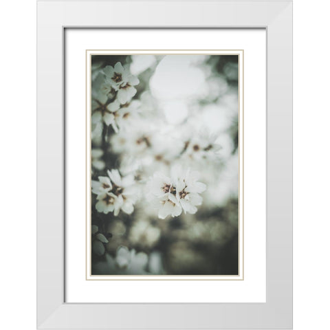 Almond Blossoms White Modern Wood Framed Art Print with Double Matting by Mossholder, Tim