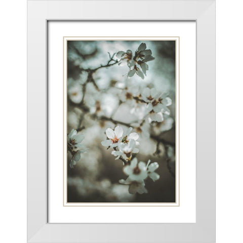 Almond Blossoms White Modern Wood Framed Art Print with Double Matting by Mossholder, Tim