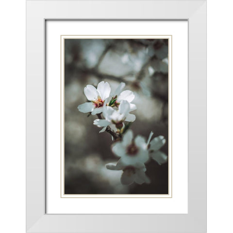 Almond Blossoms White Modern Wood Framed Art Print with Double Matting by Mossholder, Tim