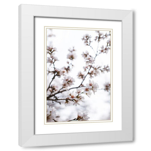 Almond Blossoms White Modern Wood Framed Art Print with Double Matting by Mossholder, Tim
