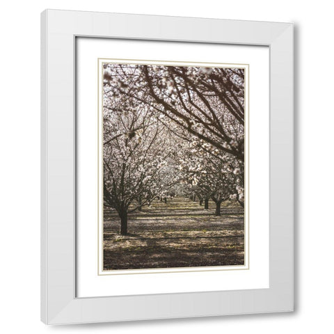 Almond Orchard White Modern Wood Framed Art Print with Double Matting by Mossholder, Tim