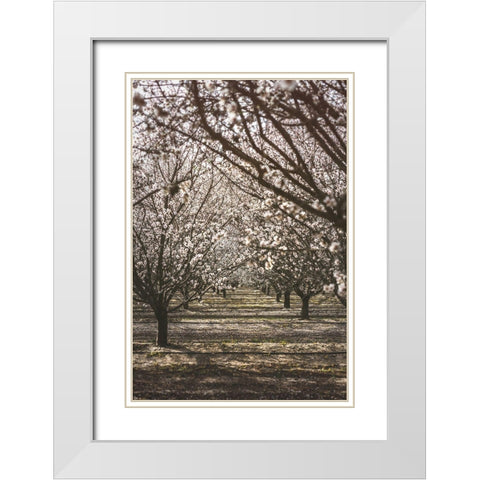 Almond Orchard White Modern Wood Framed Art Print with Double Matting by Mossholder, Tim