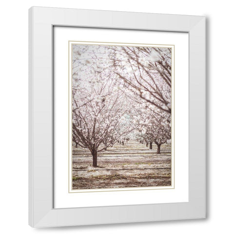 Almond Orchard White Modern Wood Framed Art Print with Double Matting by Mossholder, Tim