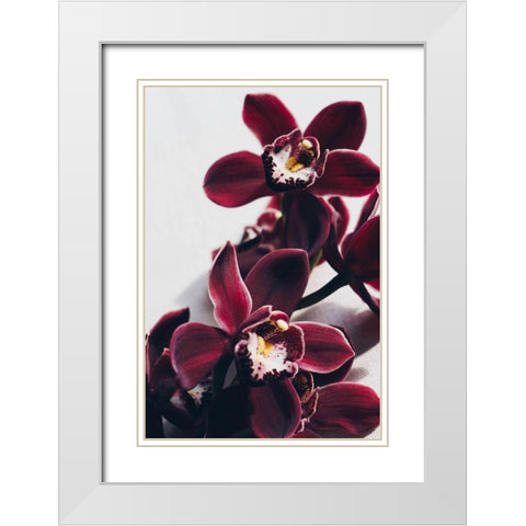 Velvet Orchid White Modern Wood Framed Art Print with Double Matting by Sawall, Anastasia