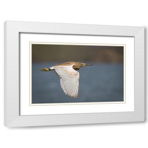 Wings White Modern Wood Framed Art Print with Double Matting by Zaeitar, Ahmed