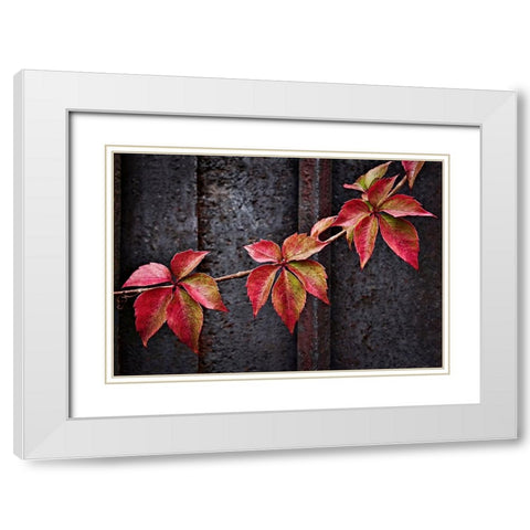 Fall Colors White Modern Wood Framed Art Print with Double Matting by Del Santo, Francesco