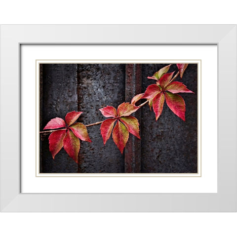 Fall Colors White Modern Wood Framed Art Print with Double Matting by Del Santo, Francesco
