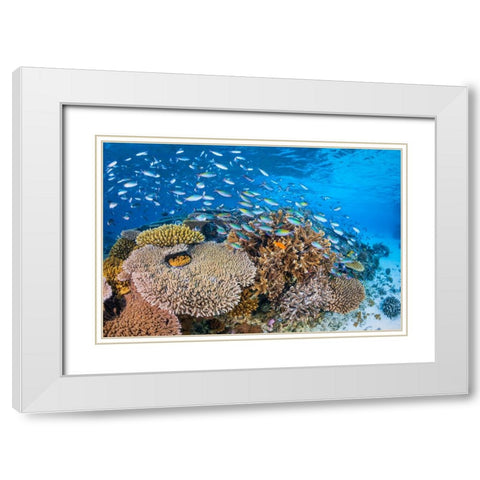 Maji Islet Reef White Modern Wood Framed Art Print with Double Matting by Gabriel, Barathieu