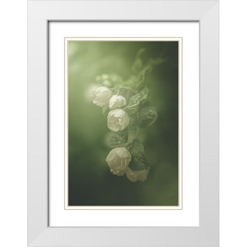 Jasmine White Modern Wood Framed Art Print with Double Matting by Zvinakeviciute, Kristina