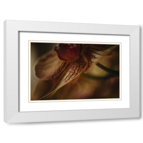 Botanical Series - Orchid 1/2 White Modern Wood Framed Art Print with Double Matting by Elijas, Eva