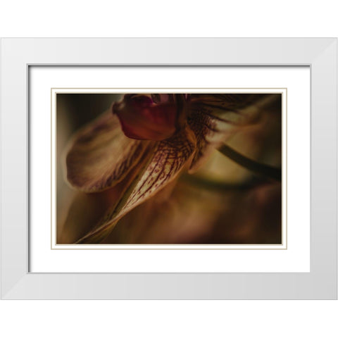 Botanical Series - Orchid 1/2 White Modern Wood Framed Art Print with Double Matting by Elijas, Eva