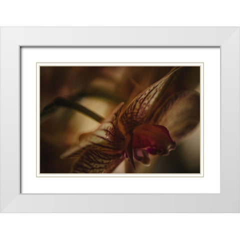 Botanical Series - Orchid 2/2 White Modern Wood Framed Art Print with Double Matting by Elijas, Eva