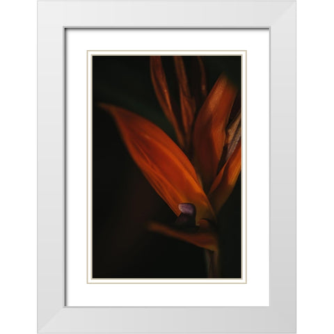 Botanical Series - Bird of Paradise Flower White Modern Wood Framed Art Print with Double Matting by Elijas, Eva