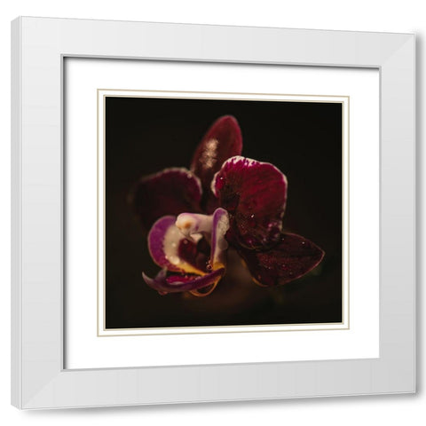 Botanical Series - Orchid a Droplets White Modern Wood Framed Art Print with Double Matting by Elijas, Eva