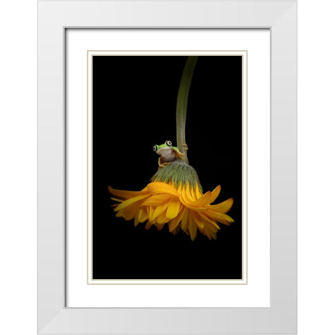 The Lemur Tree Frog and the Gerbera White Modern Wood Framed Art Print with Double Matting by D Lester, Linda