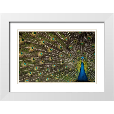 Wild Beauty White Modern Wood Framed Art Print with Double Matting by Hunt, Debbie