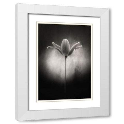 Tulip in black and white White Modern Wood Framed Art Print with Double Matting by Gronkjar, Lotte