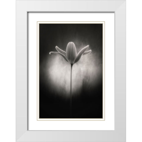 Tulip in black and white White Modern Wood Framed Art Print with Double Matting by Gronkjar, Lotte