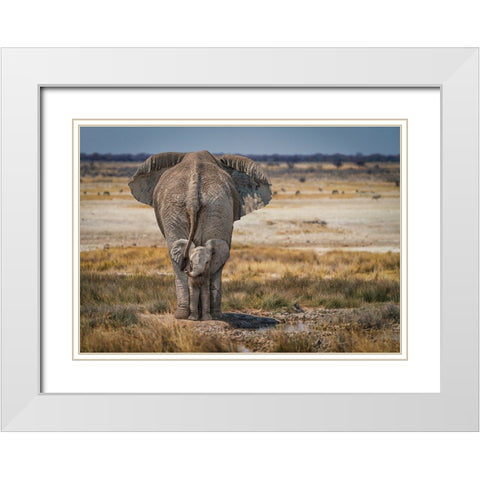 BabyElephant White Modern Wood Framed Art Print with Double Matting by Egger, Marcel