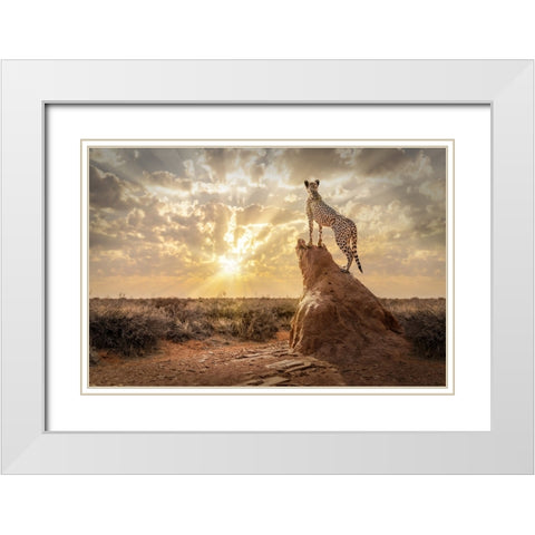 SundownCheetah White Modern Wood Framed Art Print with Double Matting by Egger, Marcel