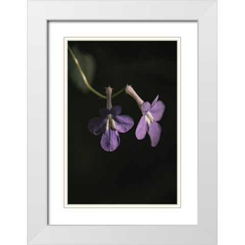 Botanical Series - Purple Flowers White Modern Wood Framed Art Print with Double Matting by Elijas, Eva
