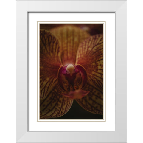 Botanical Series - Orchid Up Close a Personal White Modern Wood Framed Art Print with Double Matting by Elijas, Eva