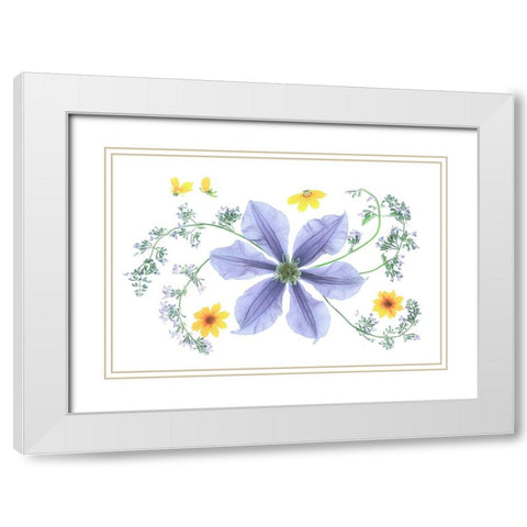 Blue Clematis White Modern Wood Framed Art Print with Double Matting by Zhou, Fangping