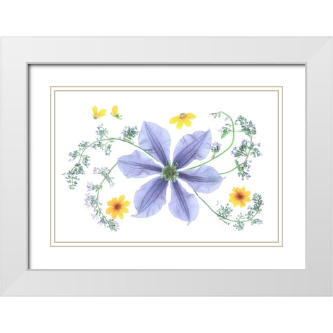Blue Clematis White Modern Wood Framed Art Print with Double Matting by Zhou, Fangping
