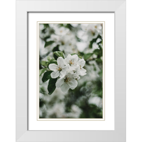 Spring Series - Apple Blossoms in the Rain 2/12 White Modern Wood Framed Art Print with Double Matting by Elijas, Eva