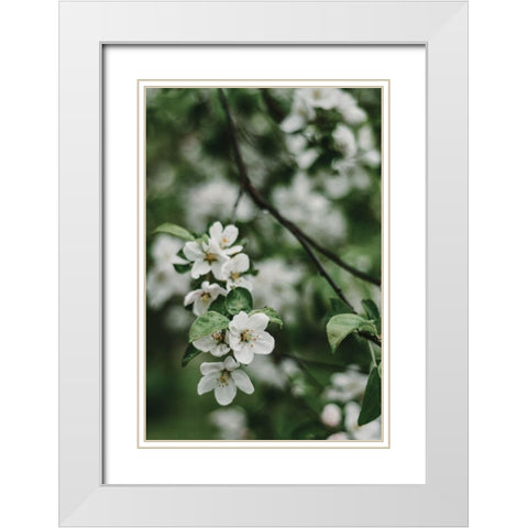 Spring Series - Apple Blossoms in the Rain 3/12 White Modern Wood Framed Art Print with Double Matting by Elijas, Eva