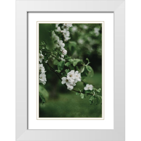Spring Series - Apple Blossoms in the Rain 7/12 White Modern Wood Framed Art Print with Double Matting by Elijas, Eva