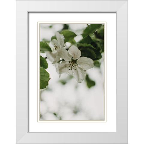 Spring Series - Apple Blossoms in the Rain 9/12 White Modern Wood Framed Art Print with Double Matting by Elijas, Eva