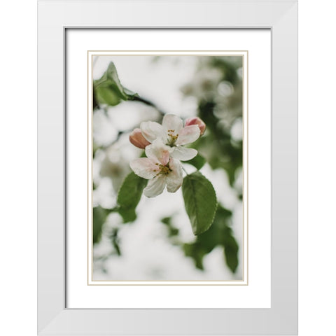 Spring Series - Apple Blossoms in the Rain 11/12 White Modern Wood Framed Art Print with Double Matting by Elijas, Eva