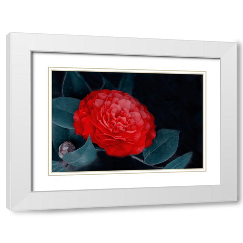 Red Camellia Flower White Modern Wood Framed Art Print with Double Matting by Liu, Betty