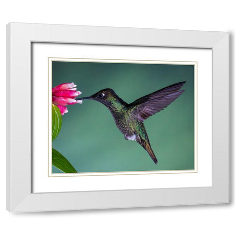 Costa Rican Hummingbird White Modern Wood Framed Art Print with Double Matting by Theil, Melissa