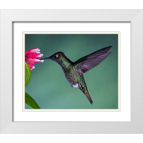 Costa Rican Hummingbird White Modern Wood Framed Art Print with Double Matting by Theil, Melissa