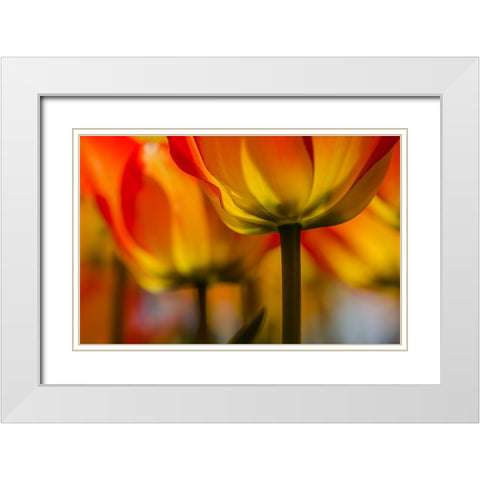 Under the tulip White Modern Wood Framed Art Print with Double Matting by Berkovits, Dorit