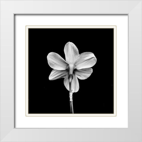 One White Modern Wood Framed Art Print with Double Matting by Bland, Richard